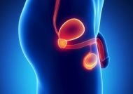 【最新版】アナニー初心者必見！前立腺アナルオナニーの方法 -togetherしようぜ-